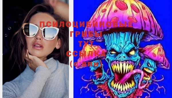 индика Новозыбков